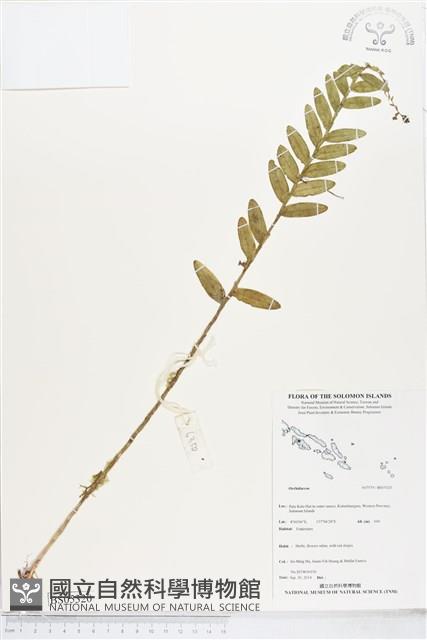 登錄號:BS05320藏品圖，第1張