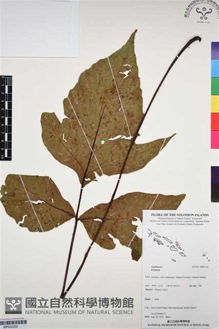 登錄號:BP03320藏品圖，第1張