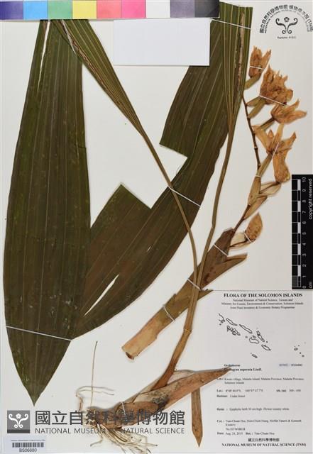 登錄號:BS06880藏品圖，第1張