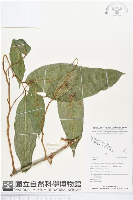 登錄號:BS02880藏品圖，第1張