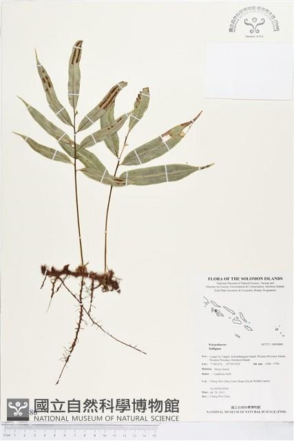 登錄號:BP00880藏品圖，第1張