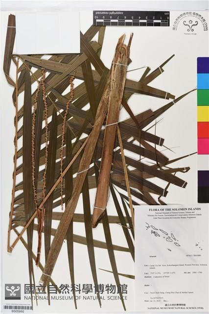 登錄號:BS05880藏品圖，第1張