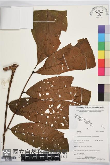 登錄號:BS07880藏品圖，第1張