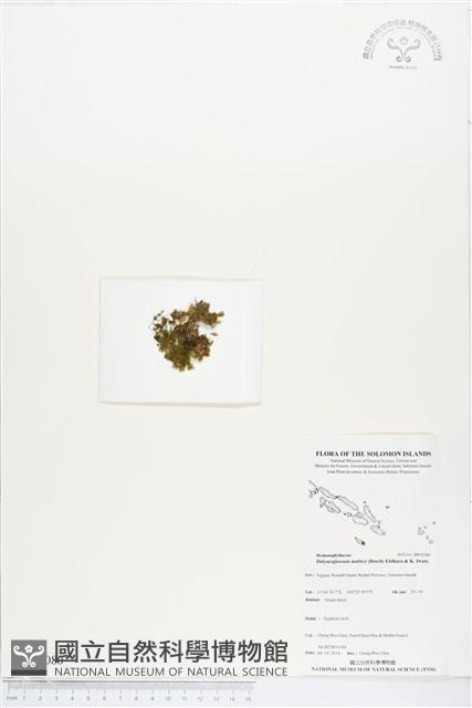 短柄單葉假脈蕨藏品圖，第1張