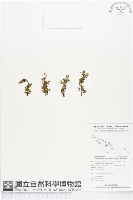 短柄單葉假脈蕨藏品圖，第1張