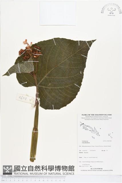 登錄號:BS05080藏品圖，第1張