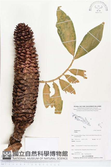 登錄號:BS04080藏品圖，第1張