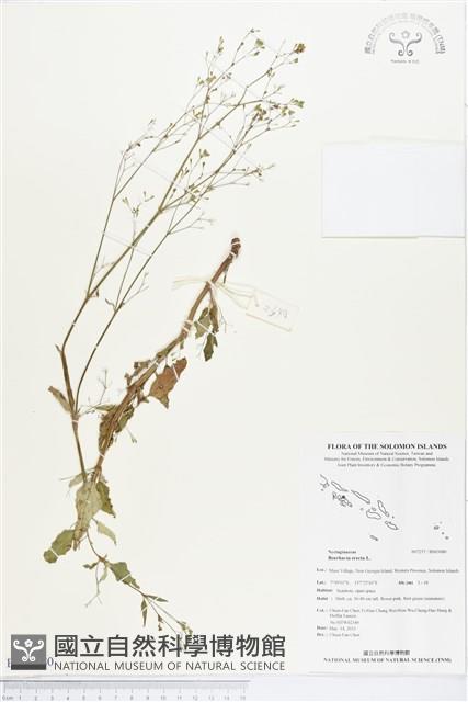 直立黃細心藏品圖，第1張