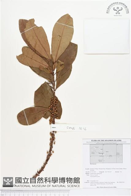 登錄號:BS01680藏品圖，第1張