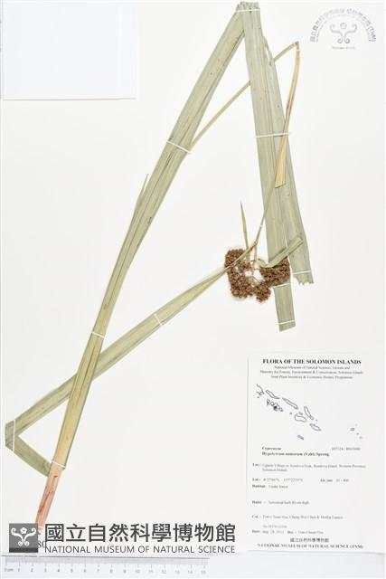 割雞芒、臺灣割雞藏品圖，第1張