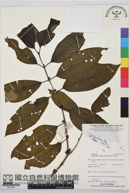 偽木荔枝藏品圖，第1張