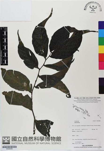 Accession Number:BS06480 Collection Image