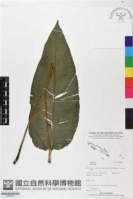 登錄號:BP02480藏品圖，第1張