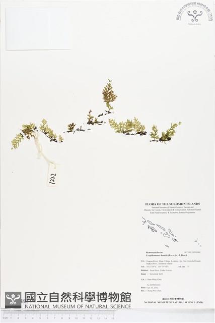 厚邊蕨藏品圖，第1張