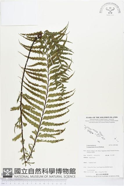 登錄號:BP01480藏品圖，第1張