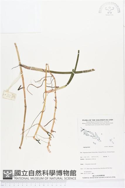 登錄號:BS04480藏品圖，第1張