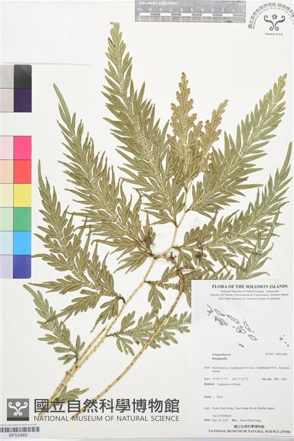 登錄號:BP03480藏品圖，第1張