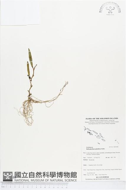 登錄號:BS03480藏品圖，第1張