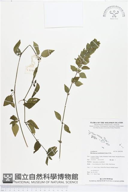 賽山藍藏品圖，第1張