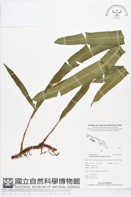 登錄號:BP00280藏品圖，第1張