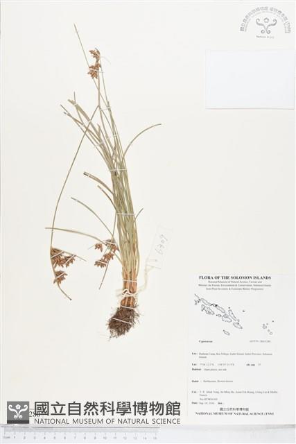 登錄號:BS05280藏品圖，第1張