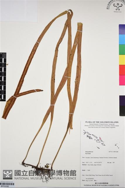 登錄號:BP03280藏品圖，第1張