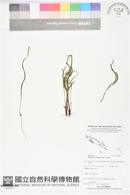 Accession Number:BP02780 Collection Image