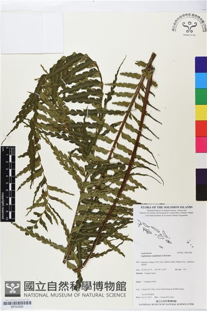 登錄號:BP02580藏品圖，第1張