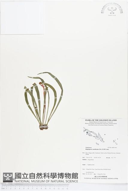 劍葉書帶蕨藏品圖，第1張