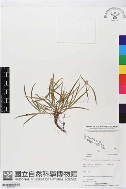 登錄號:BS05580藏品圖，第1張