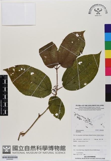 登錄號:BS06980藏品圖，第1張