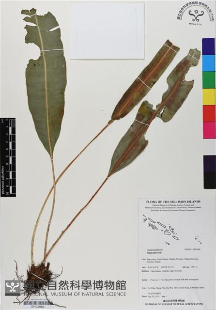 登錄號:BP02980藏品圖，第1張