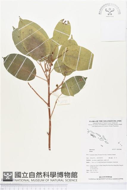 登錄號:BS02980藏品圖，第1張