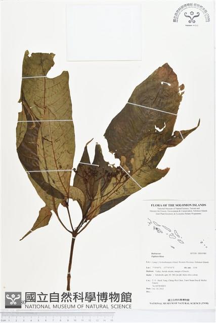 登錄號:BS01980藏品圖，第1張