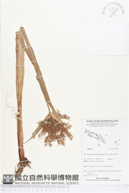 Accession Number:BS03980 Collection Image