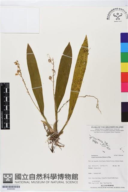 雙葉羊耳蒜、玉簪羊耳蘭藏品圖，第1張