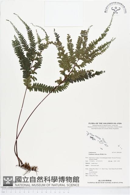 網脈鱗始蕨藏品圖，第1張