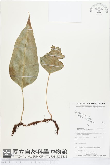 登錄號:BP01380藏品圖，第1張