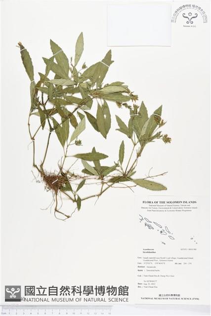 Accession Number:BS01380 Collection Image