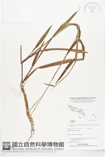 登錄號:BS05380藏品圖，第1張