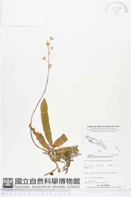 登錄號:BS04380藏品圖，第1張