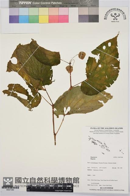 登錄號:BS07380藏品圖，第1張