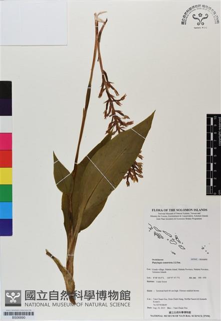 登錄號:BS06890藏品圖，第1張