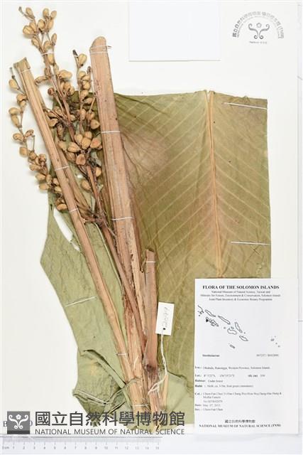 登錄號:BS02890藏品圖，第1張