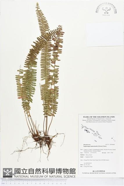 登錄號:BP00890藏品圖，第1張