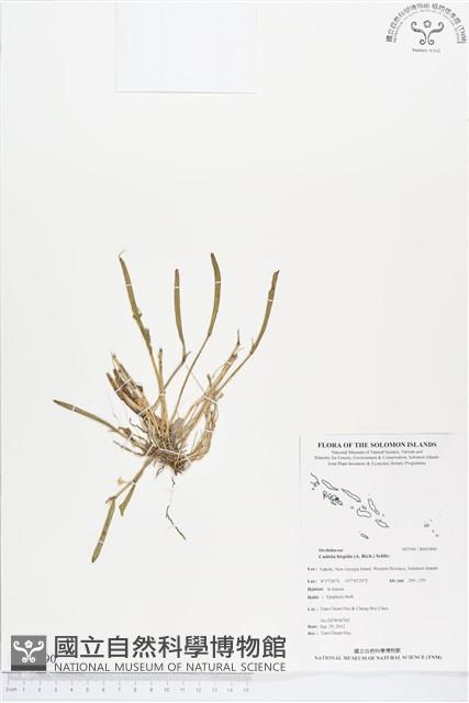 登錄號:BS01890藏品圖，第1張