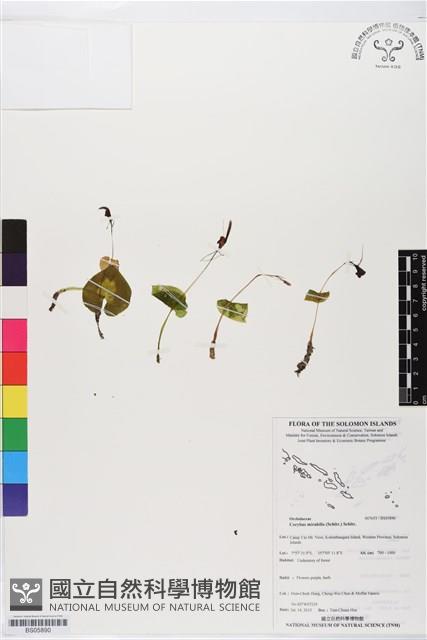 登錄號:BS05890藏品圖，第1張