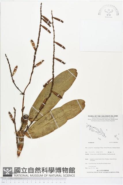 登錄號:BS04890藏品圖，第1張