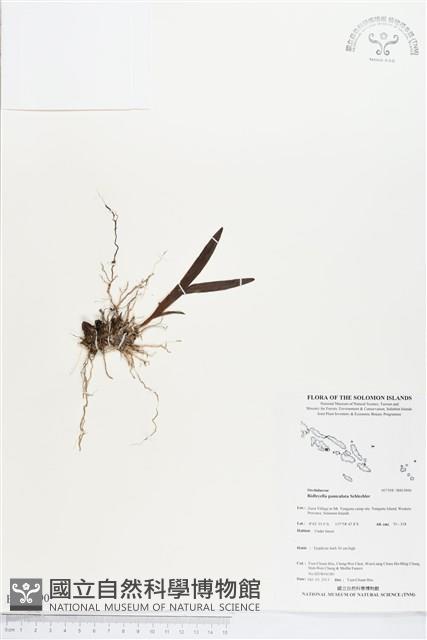 登錄號:BS03890藏品圖，第1張