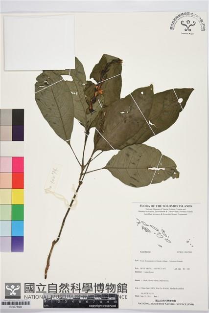 登錄號:BS07890藏品圖，第1張